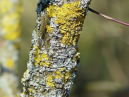 青苔,schuesselflechte,葉編織