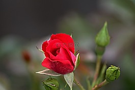 玫瑰,紅色,芽