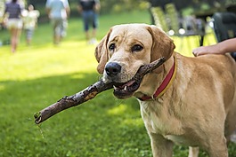 狗,動物,寵物