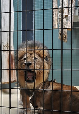獅子,動物園,籠