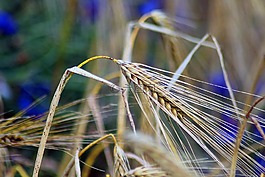 糧食,谷物,性質