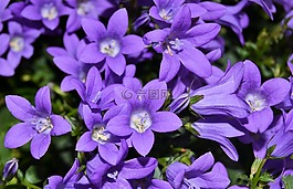 花,開花,紫