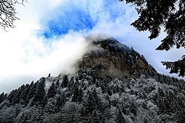 山,樹,火雞