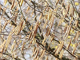 男 blütenkätzchen,鲜花,花小猫