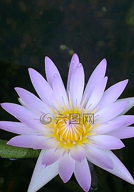 花,蓮花,大自然