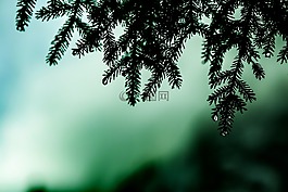 松,拖放,火雞