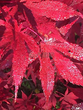 葉,紅色,自然