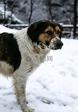 狗,雪,火雞