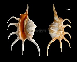 外壳,knobbed 海螺,lambis crocata