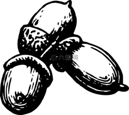 橡子,森林,螺母