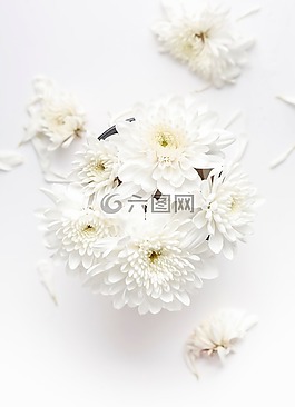 白,花,盛開