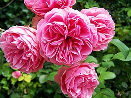 玫瑰,粉紅色,花期花序
