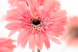 粉紅色,花瓣,盛開