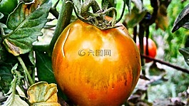 水果,番茄,蔬菜