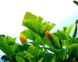 南瓜,花蕾,黃色
