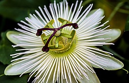 激情花,花,開花