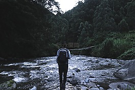 樹,植物,河