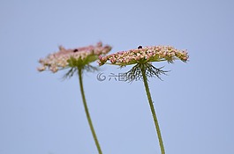 自然,植物區(qū)系,花