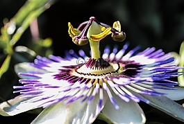 激情花,花,開花
