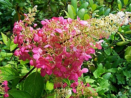 绣球花,粉红色,夏季花卉园