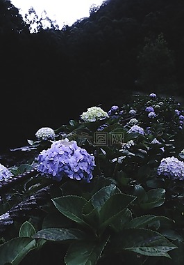 綠色,植物,花