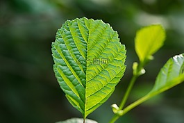 葉子,光,葉片結(jié)構(gòu)