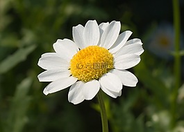 瑪格麗特,leucanthemum paludosum,花