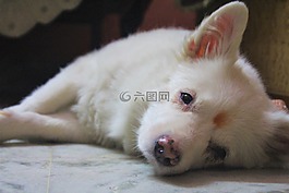 狗,贱人,动物