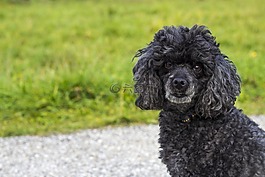 狗,猎犬,hundeportrait