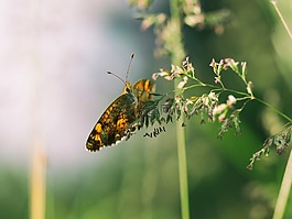 蝴蝶,花,自然