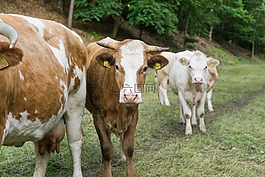 奶牛,農(nóng)業(yè),牛肉