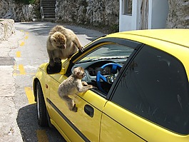 猴子,車,窗口