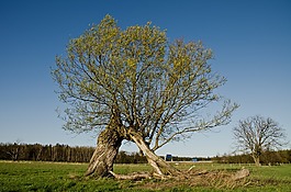 春天,牧場(chǎng),褪色柳