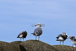 動物,海,波斷塊
