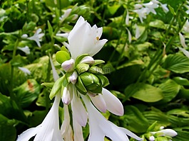 阴影莉莉,白,夏季花卉园