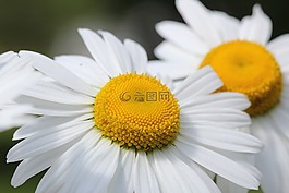 雛菊,野花,夏天