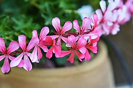 花,植物區(qū)系,自然