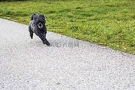 狗,猎犬,hundeportrait