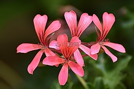 花,自然,植物區(qū)系