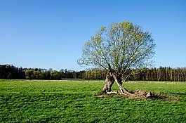 春天,牧場(chǎng),褪色柳