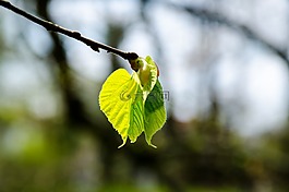 春天,牧場(chǎng),褪色柳
