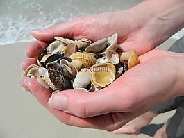 海貝殼,手,海灘