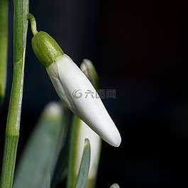 斯諾德羅普,冬天,白