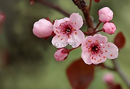 性質(zhì),春天,鮮花