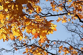 樹(shù),秋,天空