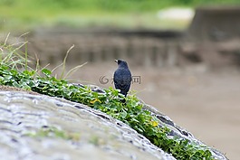 動(dòng)物,海,海灘