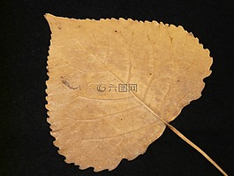 杨树叶,叶子,秋季免费可商用叶子,杨树叶,叶脉免费可商用叶子,杨树叶