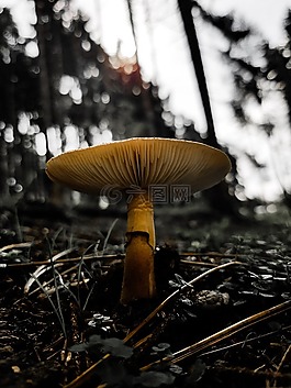 蘑菇,森林,植物