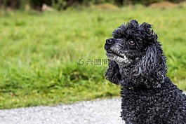 狗,猎犬,hundeportrait