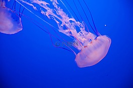 海蜇,水,動(dòng)物